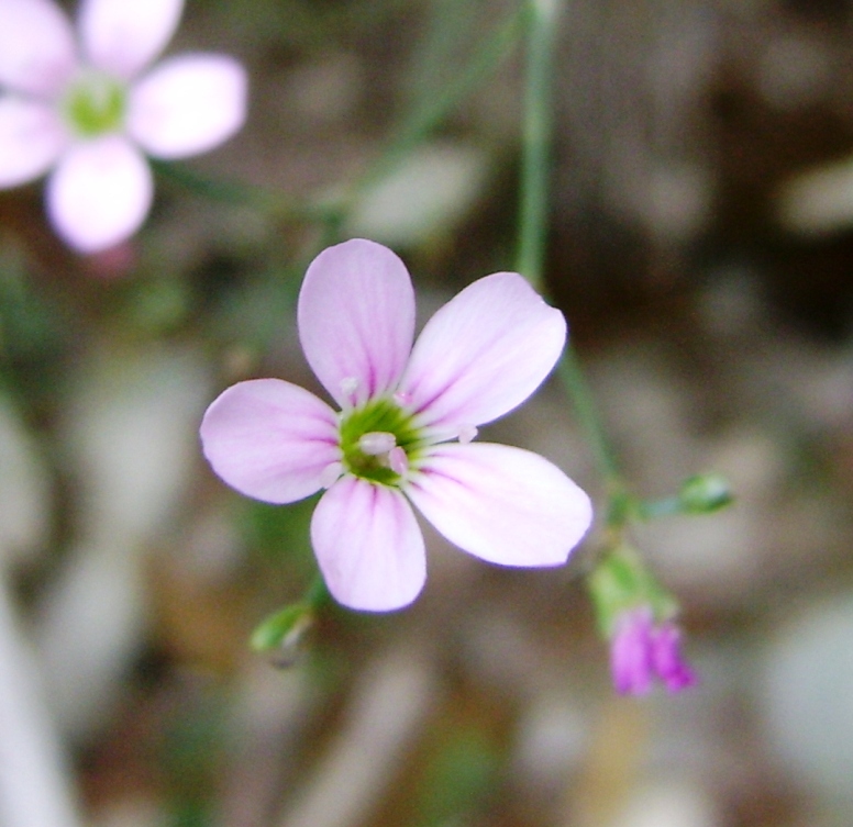 Petrorhagia saxifraga sl.